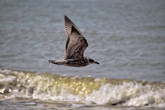 Photo seagull flying over sea