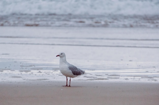 Photo seagull flying over the sea