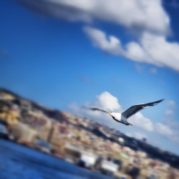 Foto il gabbiano che vola sul mare