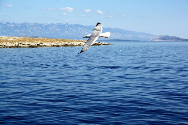 Seagull flying over sea