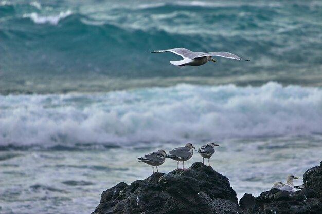 Photo seagull flying over sea