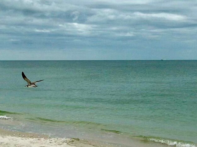 Seagull flying over sea