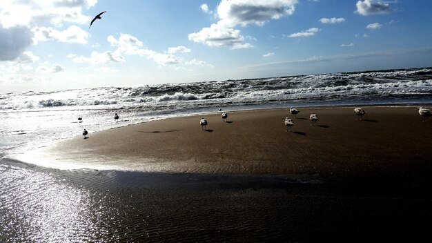 Foto il gabbiano che vola sul mare