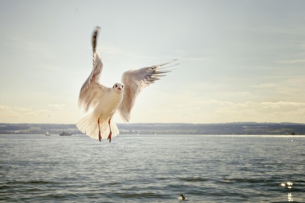 Foto il gabbiano che vola sul mare