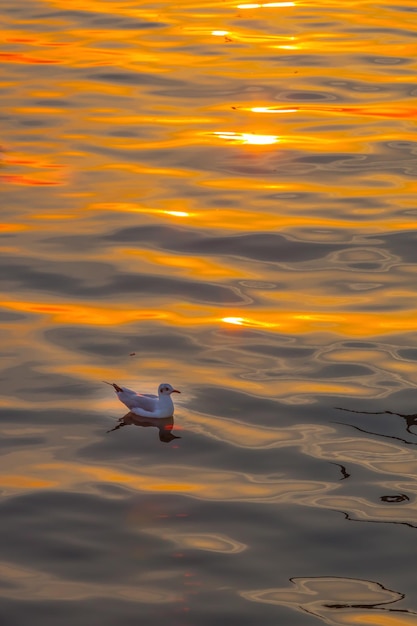 Seagull flying in the sea