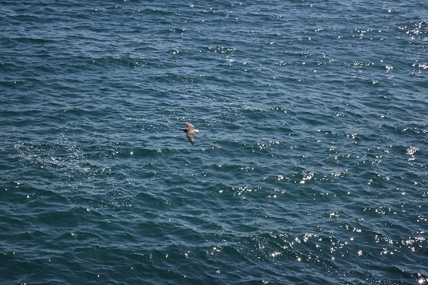 海の上を飛ぶカモメ