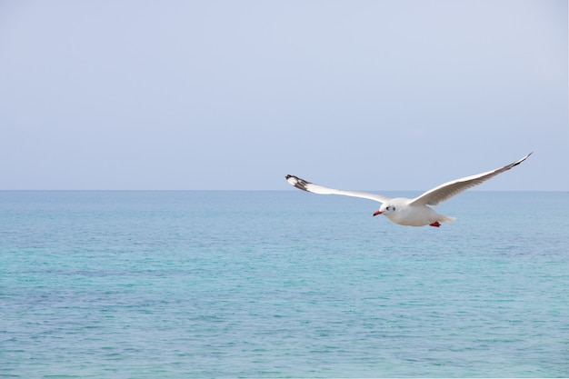 海の上を飛んでいるカモメ