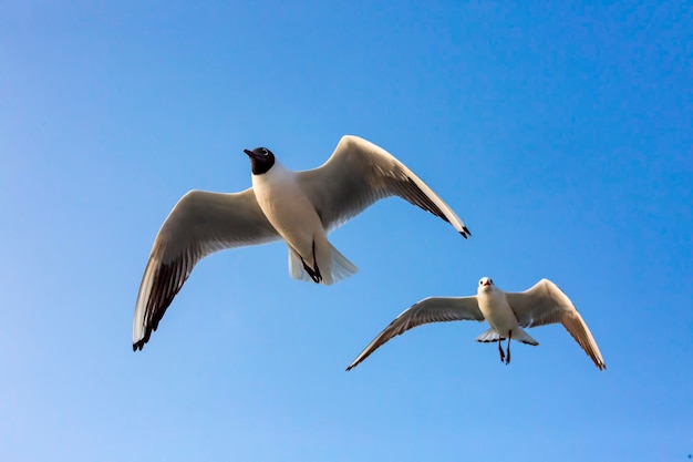 Seagull flying in a sky as a background