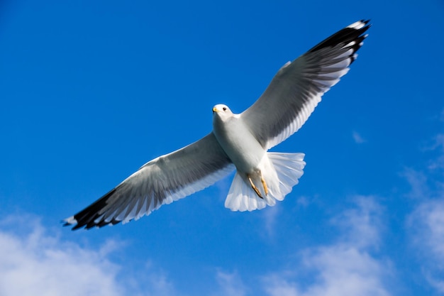 Seagull flying in sky over the sea waters