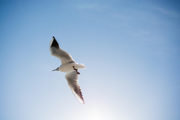 Seagull flying in sky over the sea waters