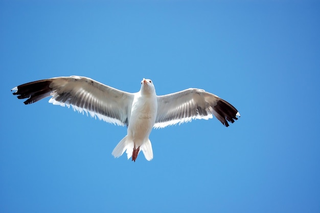 Photo a seagull flying in the sky with a blue sky behind it