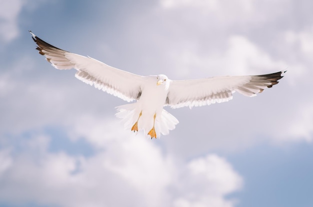 空を背景に空を飛ぶカモメ