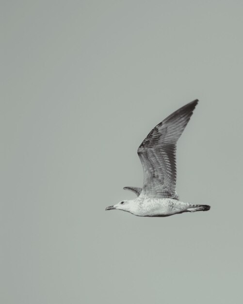 Photo seagull flying in the sky