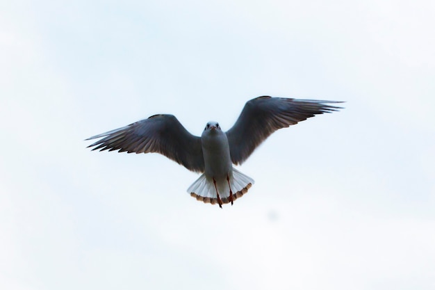 空を飛んでいるカモメ