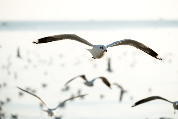 空を飛ぶカモメ