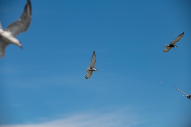 Seagull flying in the sky