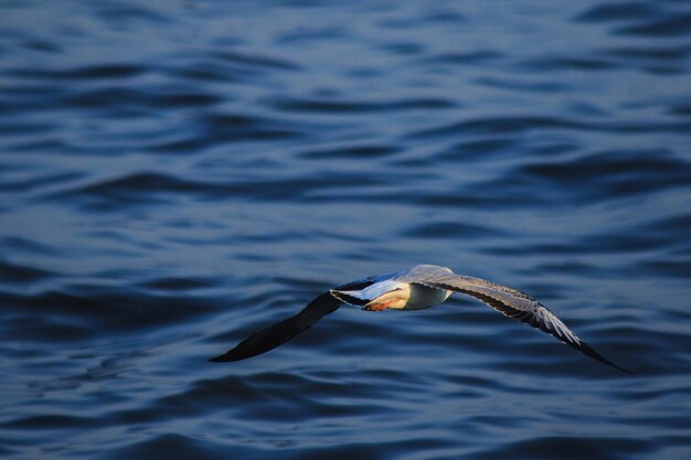 Photo seagull flying over a water