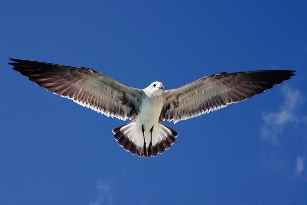 Seagull flying