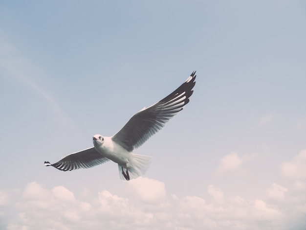 Seagull flying