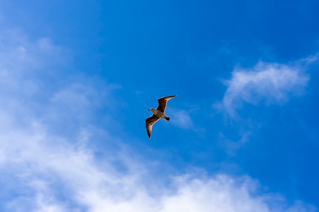 Seagull flying