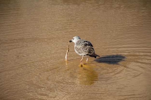 Seagull on ground with muddy water