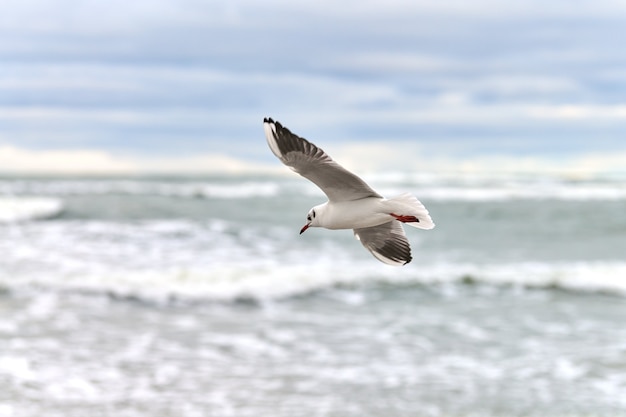 Photo seagull, gull flying over sea. close up view of hovering white bird on natural blue background.