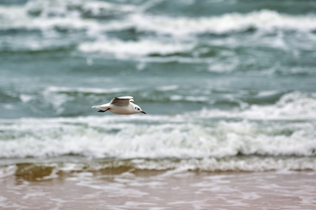 Photo seagull, gull flying over sea