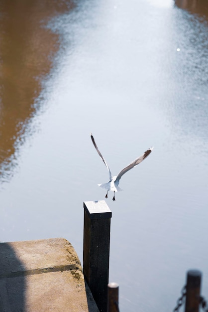 A seagull in hamburg