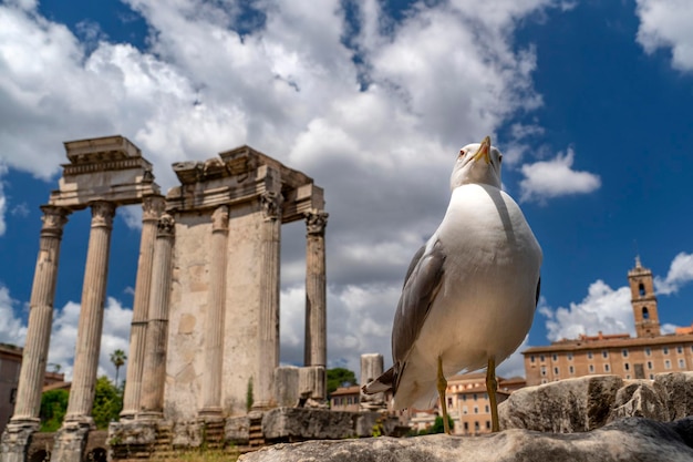 Seagull in imperial forums rome