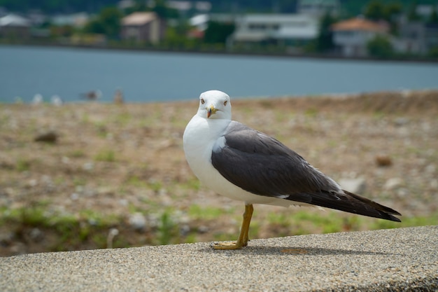 Foto seagull in de buurt van de kust