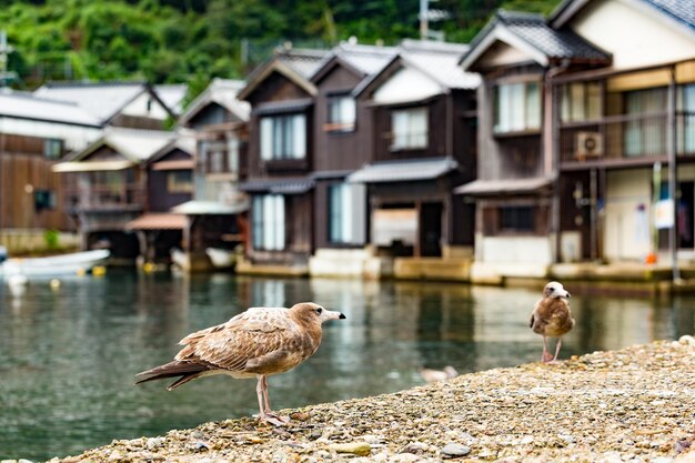 Seagull in ine Kyoto village