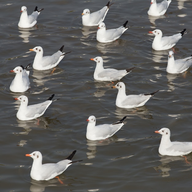 Seagull is een vogeltrek naar Thailand