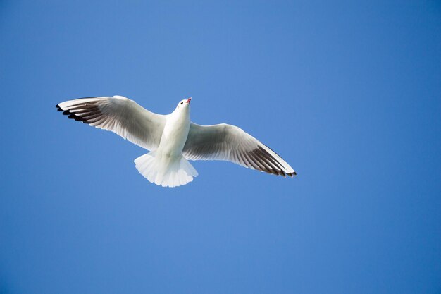 Seagull is flying in sky over the sea waters