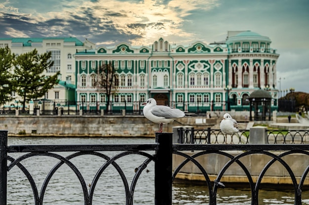 A seagull is sitting on an iron fence against the background of an old house.