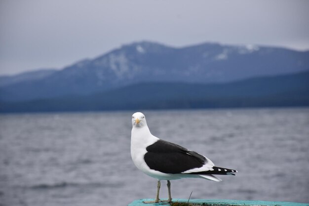 Photo a seagull is standing on a dock by the water