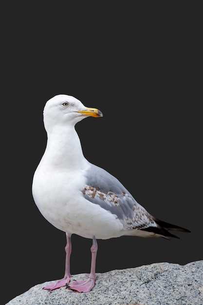 Чайка стоит на каменной европейской серебристой чайке larus argentatus, изолированной на черном му