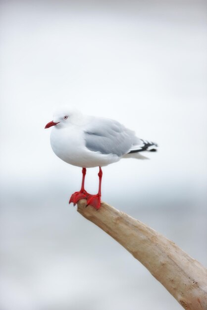 海沿いの自然の生息地にあるカモメ外のぼやけた灰色の背景に対して自然の切り株に座っている野生生物コピースペースのあるビーチの流木の上の1羽のかわいいきれいな海鳥