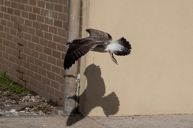 Seagull and its reflected shadow landing on urban background