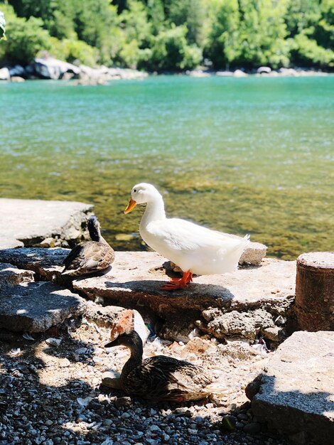 Foto un gabbiano su un lago