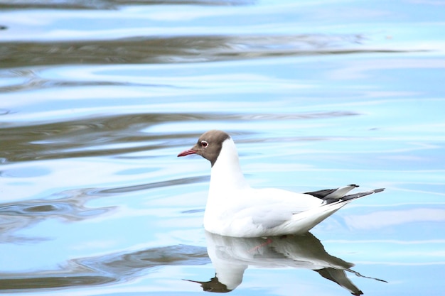 Foto un gabbiano su un lago