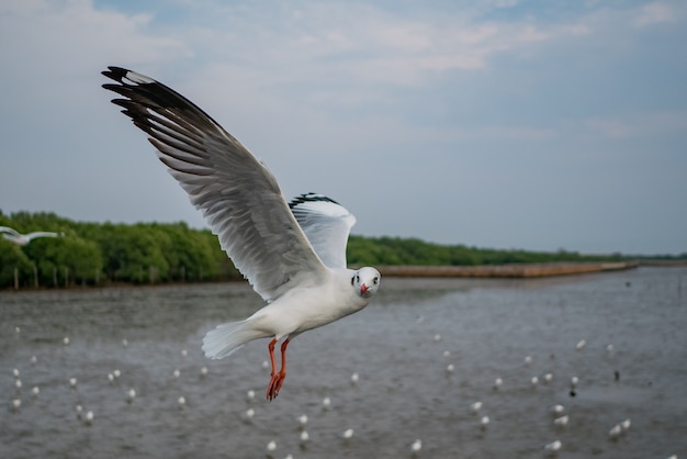 Photo seagull looking into camera