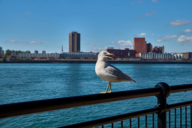 Seagull looking. View of the river and city