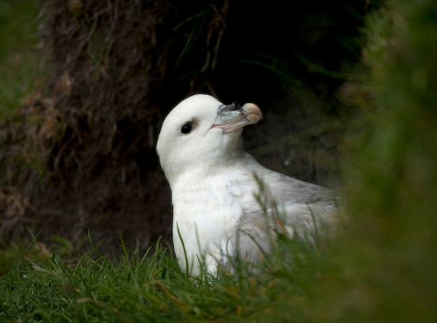 Seagull on Mykines, Faroe Islands