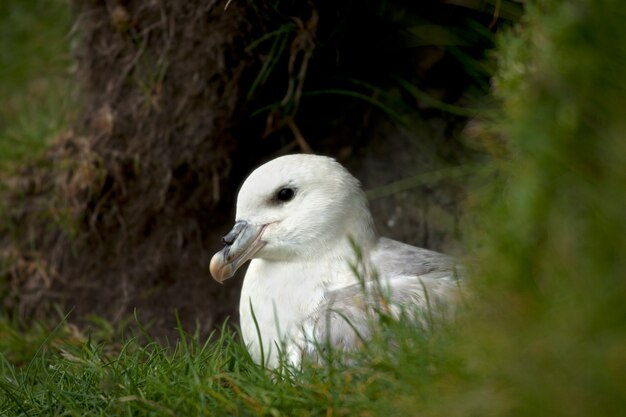 Seagull on Mykines, Faroe Islands