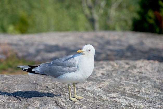 A seagull near on a granite stone in the sun