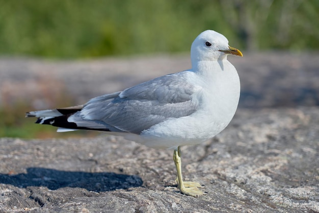 A seagull near on a granite stone in the sun