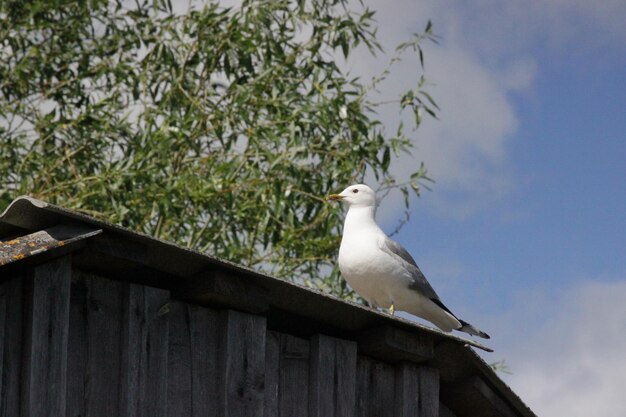 Photo seagull on an old house