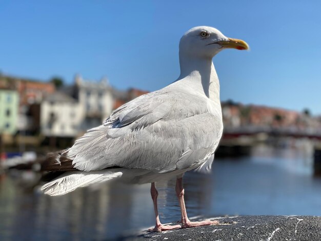 写真 ゴミ箱に乗ったカメ