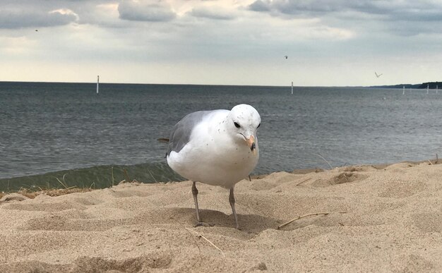 写真 浜辺のカモメ