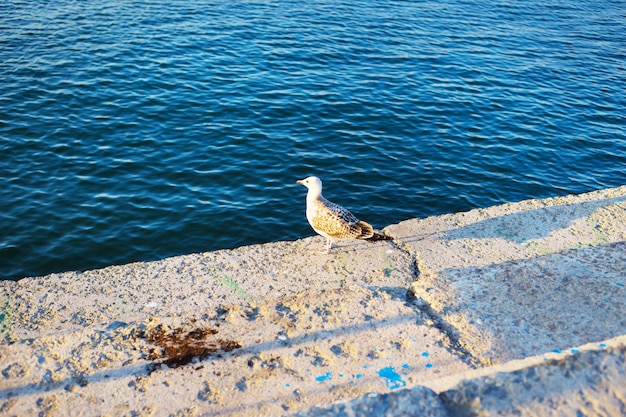 Seagull op de pier